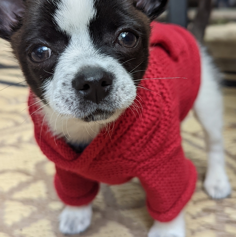 Red Dog Hooded Sweater